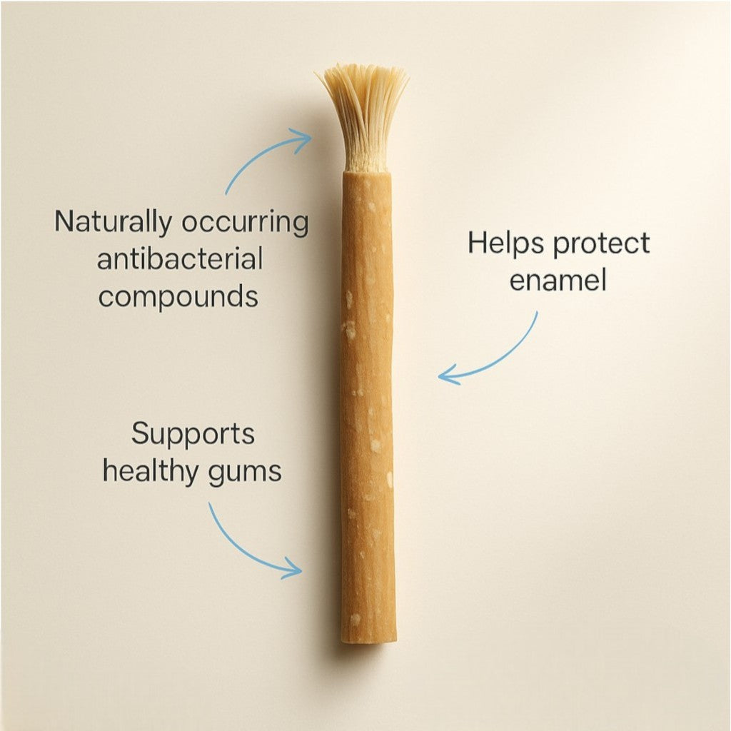 The Miswak Stick - Natural Teeth Cleaning